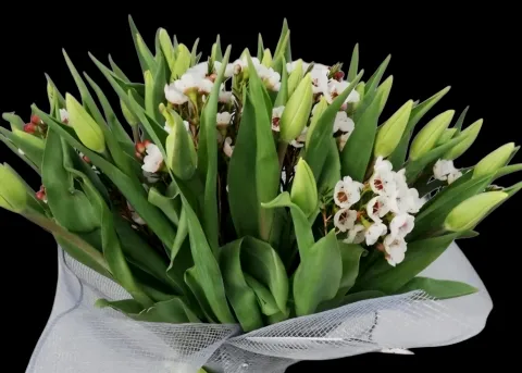 Elegant Tulip