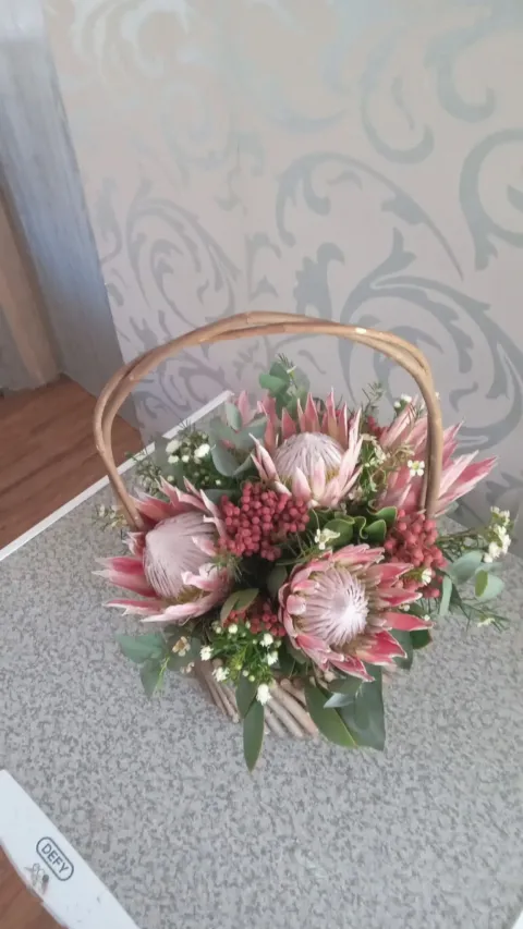 Cape proteas