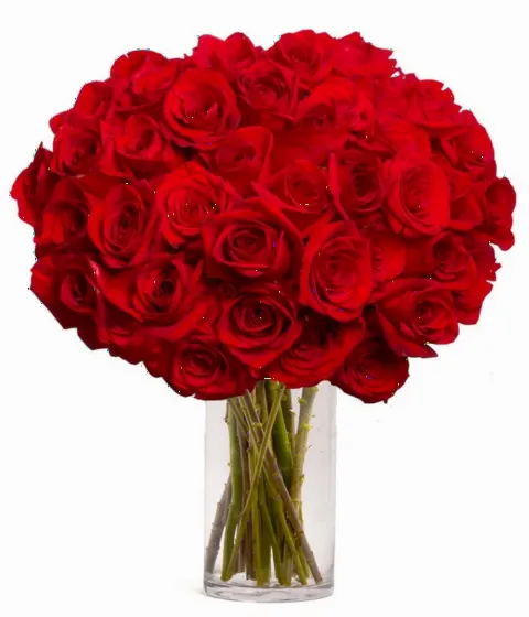 50 Red Roses