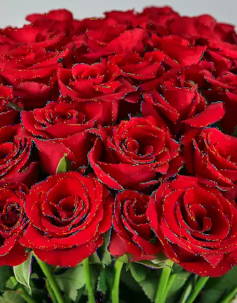 100 Red Roses