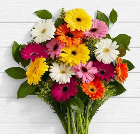 Gerbera Bunch 20
