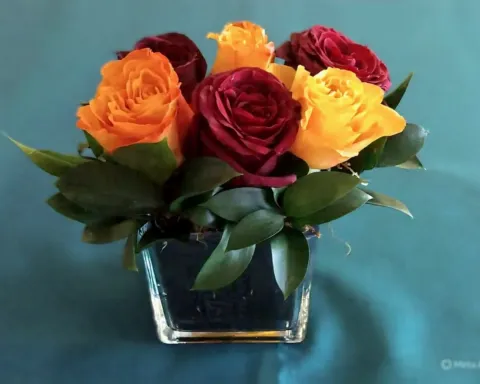 Roses in Square Vase