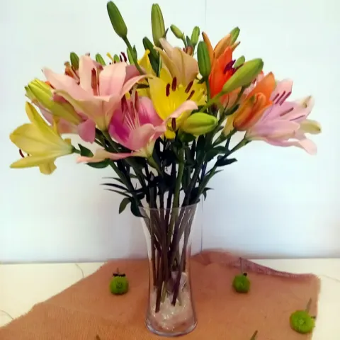 Mixed Asiatic Lilies
