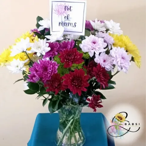 Pot of Mums