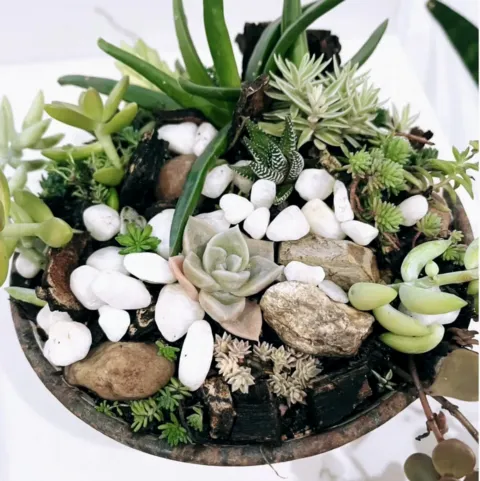 Succulent Bowl