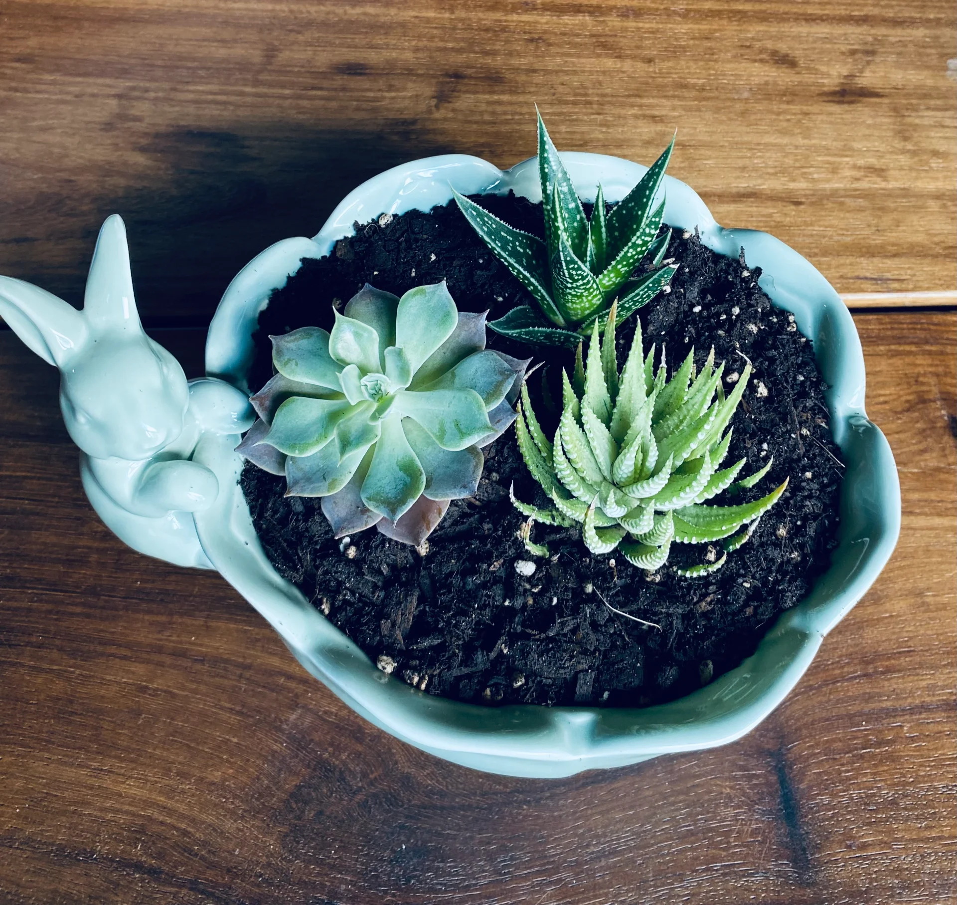 Succulents